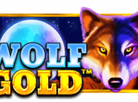 Wolf Gold (울프 골드)