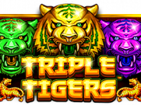 Triple Tigers (트리플 타이거즈)