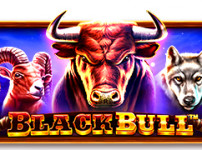 Black Bull (블랙 불)