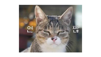 패배자의 푸념
