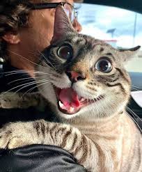 13fd1e50f22eec2667b9f0a0897bf9e4_1763031441_8901.jpg 13fd1e50f22eec2667b9f0a0897bf9e4_1763031441_8901.jpg