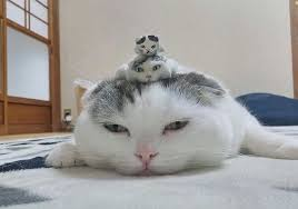 59def1abb567d817a9fac7e8023d9a1b_1761926540_6107.png 59def1abb567d817a9fac7e8023d9a1b_1761926540_6107.png