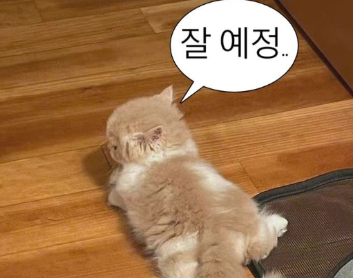 7ab685020bfcfd5e0126f5f37b039279_1763857896_2361.png 7ab685020bfcfd5e0126f5f37b039279_1763857896_2361.png