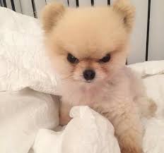 bbcdad8e11cf011da070cced1c9f654d_1763463184_8363.jpg bbcdad8e11cf011da070cced1c9f654d_1763463184_8363.jpg