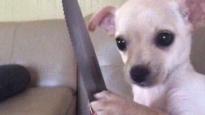 딜러가 다 이기네 ㅡㅡ