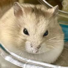 d26ced592b4cfc40b43a135eaf701710_1765978945_6768.jpg d26ced592b4cfc40b43a135eaf701710_1765978945_6768.jpg