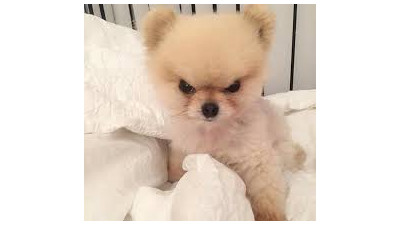 오늘은 진짜 개털렸다