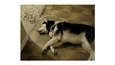 이미 엎질러진물