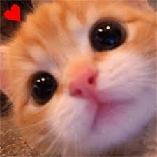 d010da2892bb83c691433c7582dc2334_1778697147_1296.png